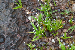 Eriocaulon eurypeplon